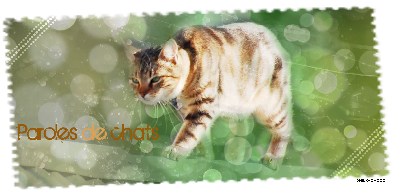 Paroles de chats ...